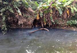VIDEO: Nguồn nước tưới tiêu ở xã Ngọc Sơn ô nhiễm nghiêm trọng